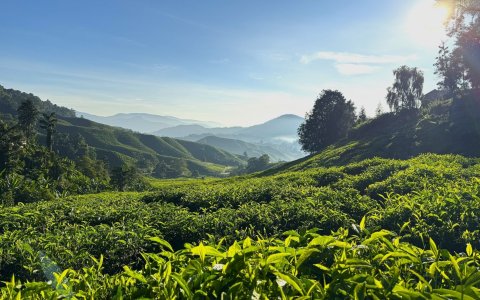 Malezja - Cameron Highlands, wzgórza herbaty.jpg
